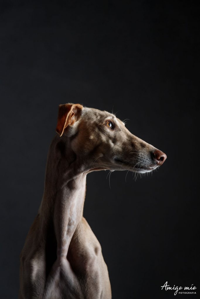 sesión retrato artístico galgo español