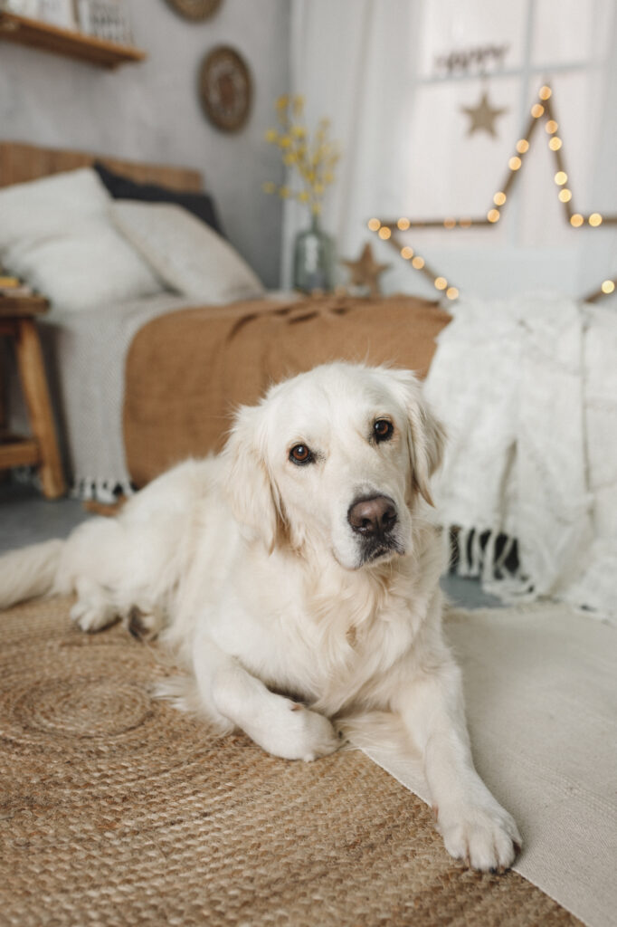 golden retriever tumbado en el suelo en un reportaje fotográfico