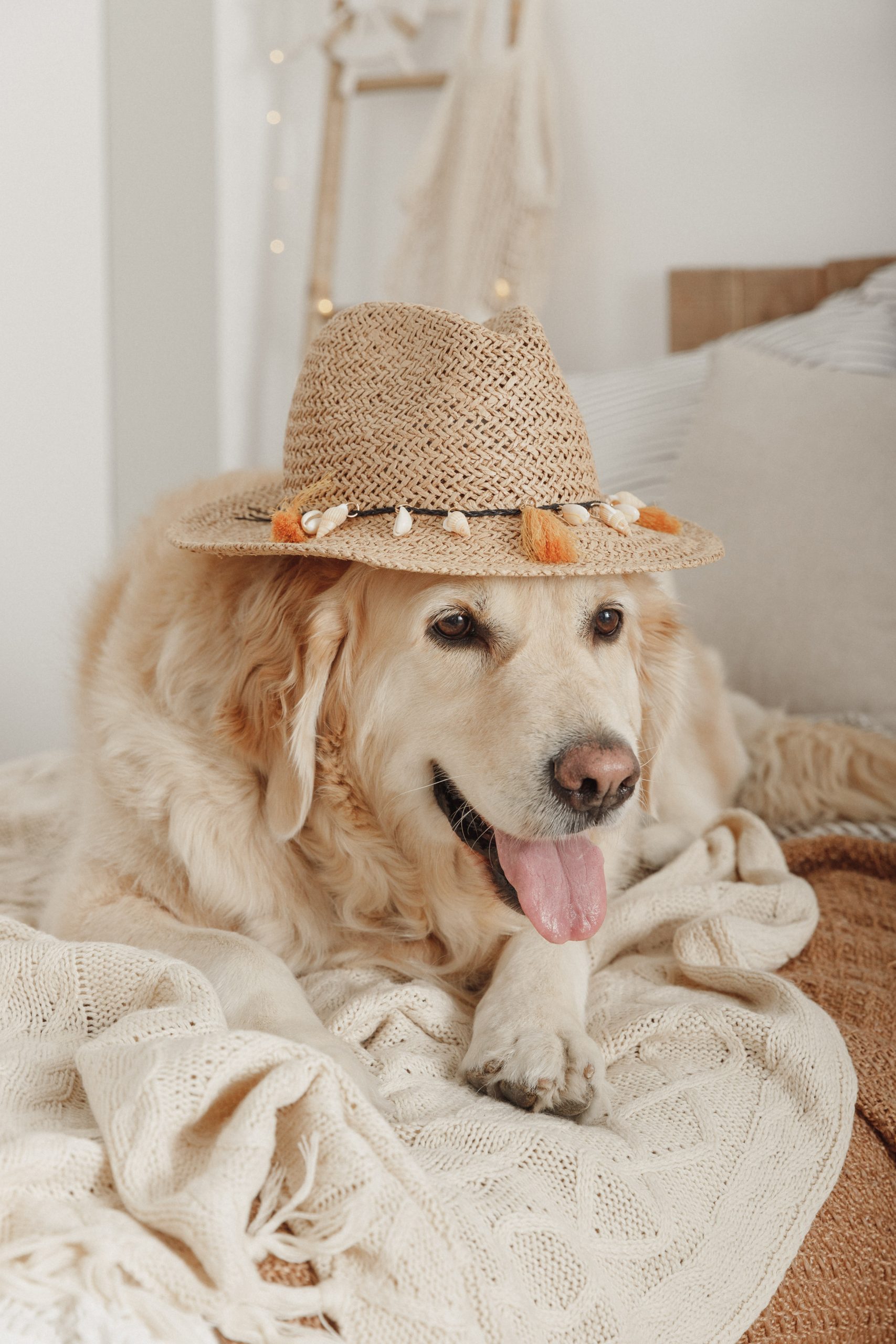 golden retriever en un reportaje fotográfico de un fotógrafo de perros