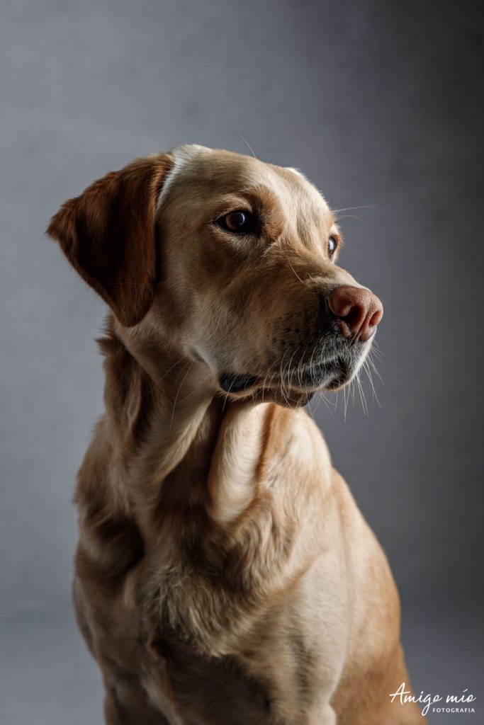 sesión retrato artístico labrador