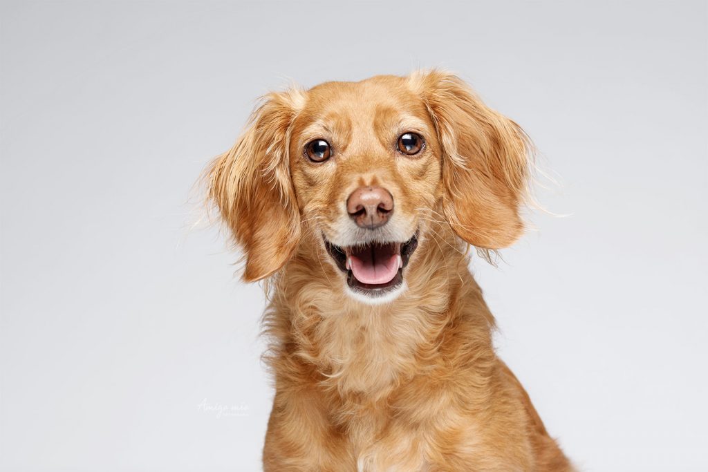 retrato de un perro en una sesión de verano fotografiado por Amigo mío Fotografía