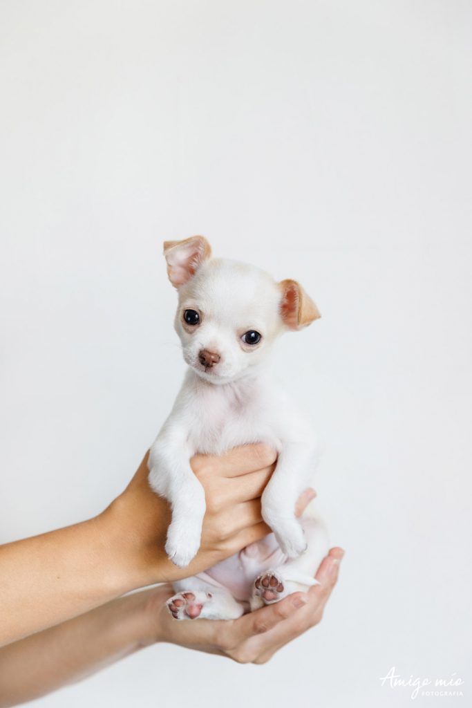 unas manos sujetan un perro cachorro blanco chihuahua