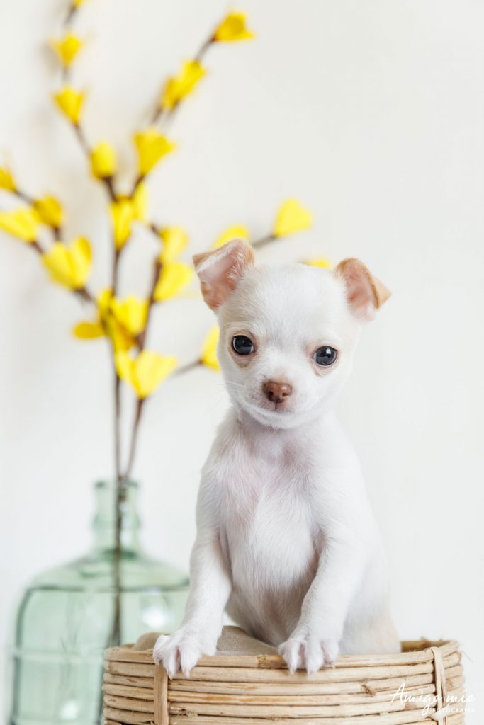 perro blanco chihuahua de pie en un cuenco con flores en el fondo