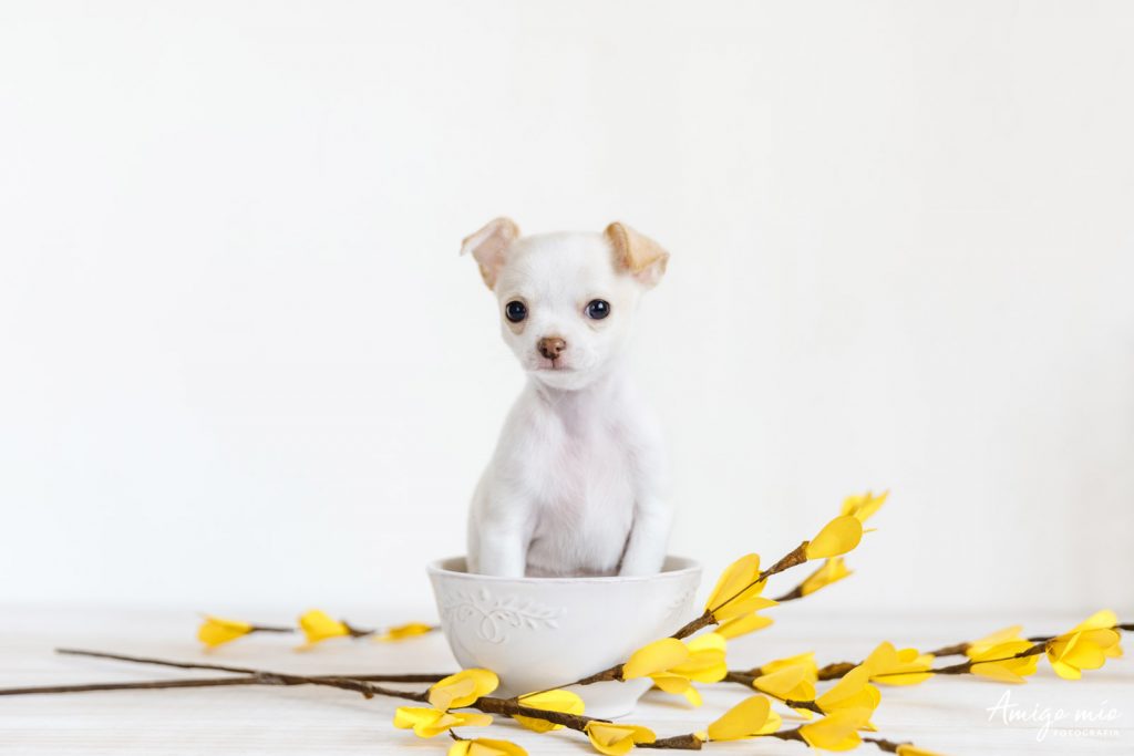 perro cachorro blanco chihuahua sentado en un cuenco con flores