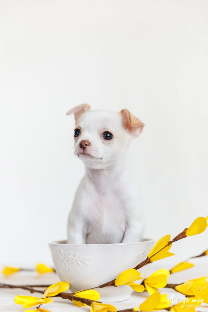 perro blanco chihuahua sentado en un cuenco con flores