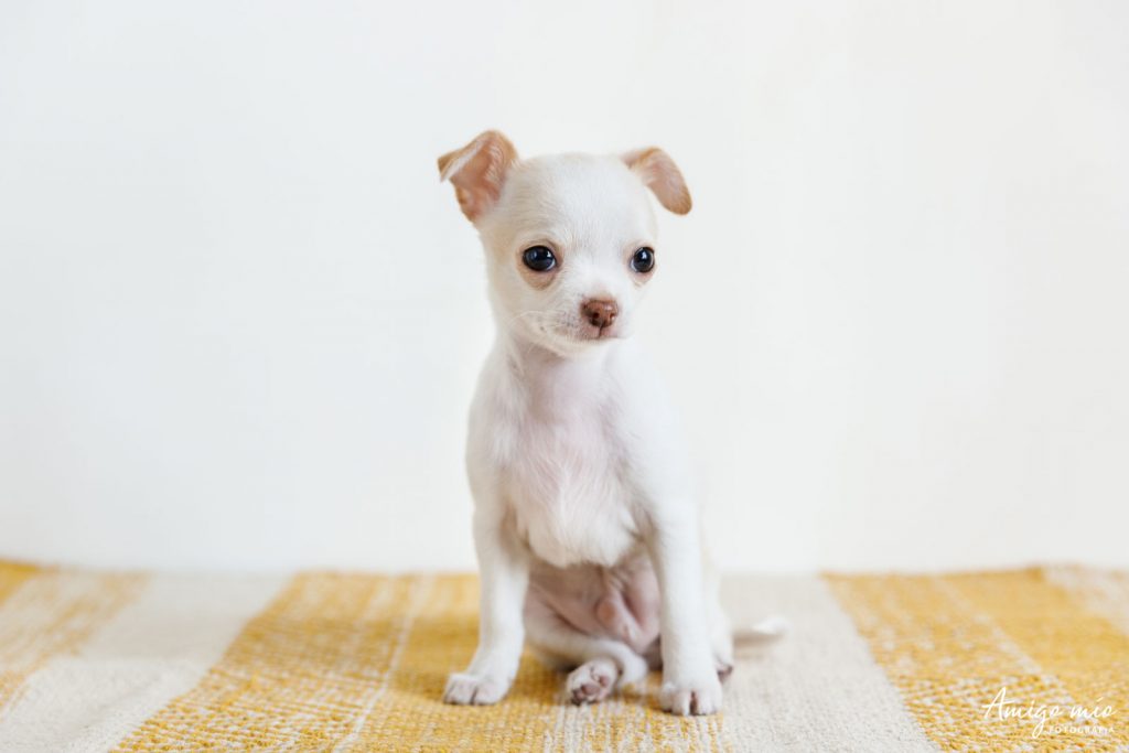 perro cachorro blanco chihuahua sentado en una alfombra