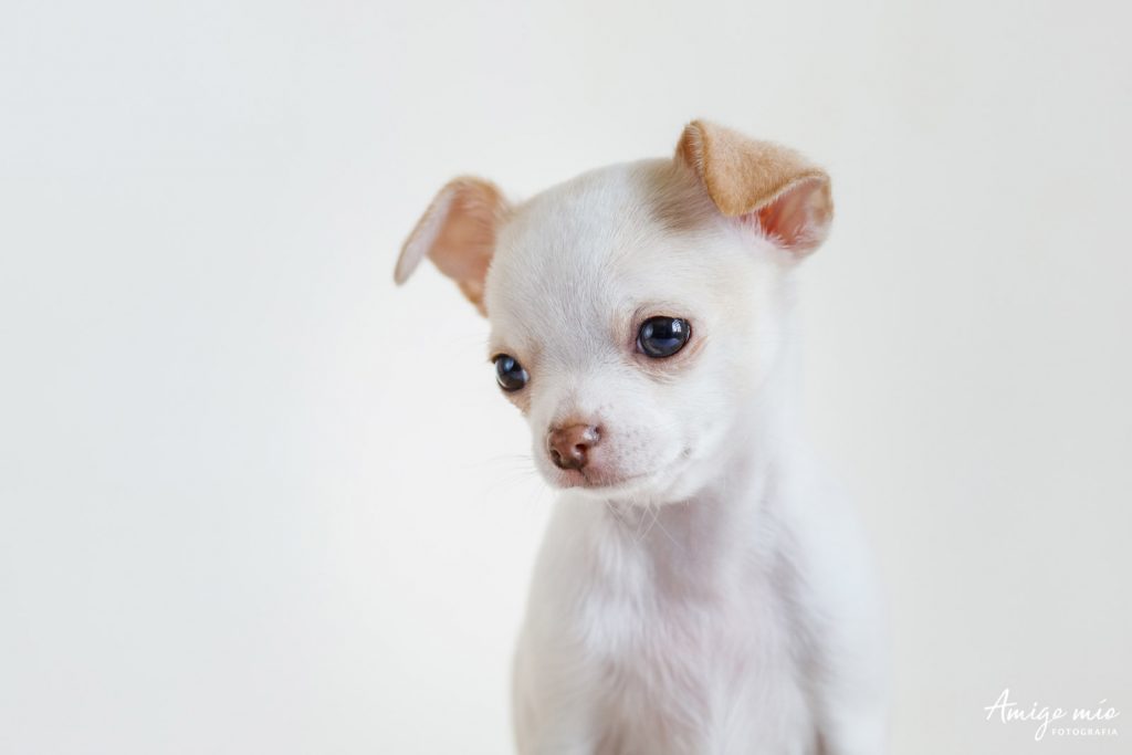 retrato de un perro cachorro blanco chihuahua que se llama Nacho