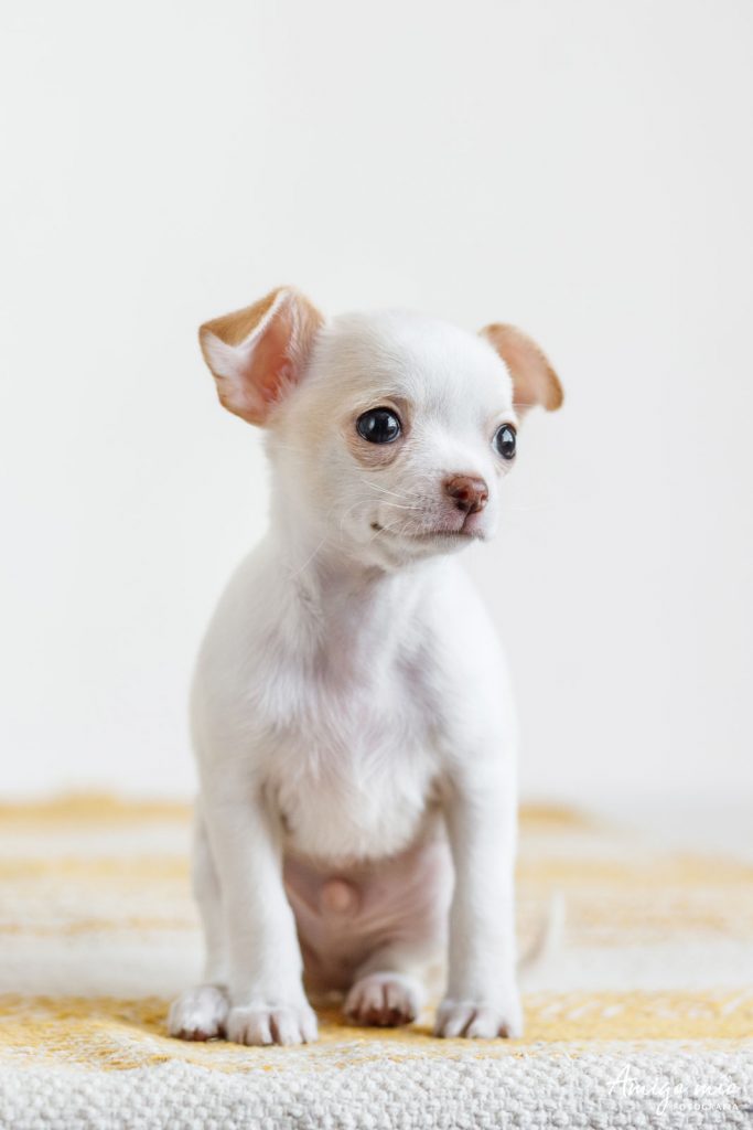 retrato de un perro blanco chihuahua