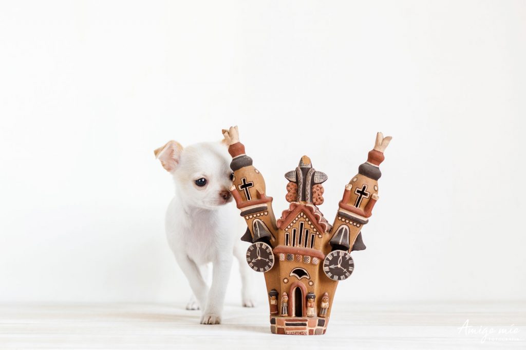 Nacho un perro blanco chihuahua olfateando una casa de ayacucho