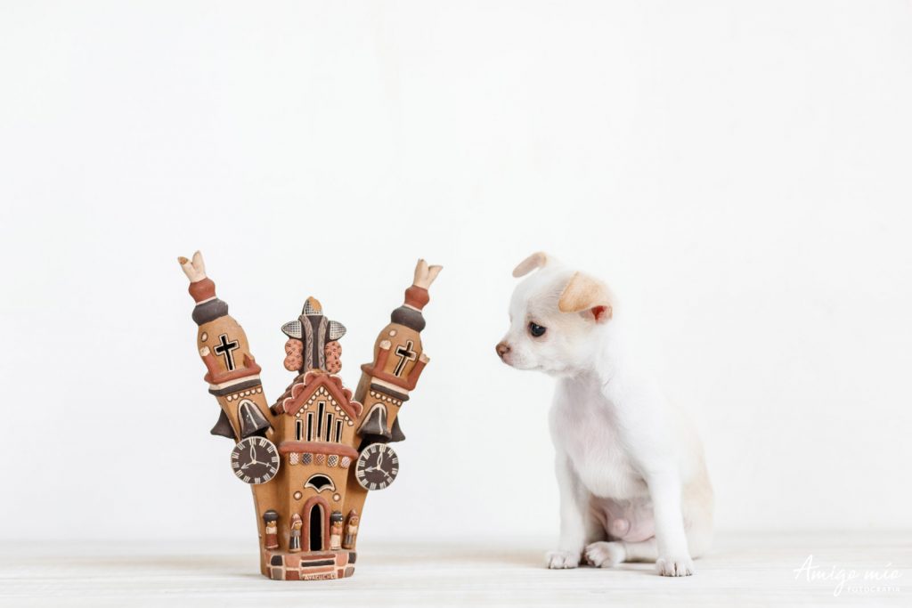 Nacho un perro cachorro blanco chihuahua mirando una casa de ayacucho