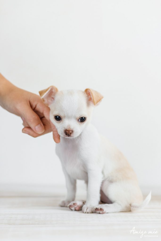 una mano acariciando un perro blanco chihuahua