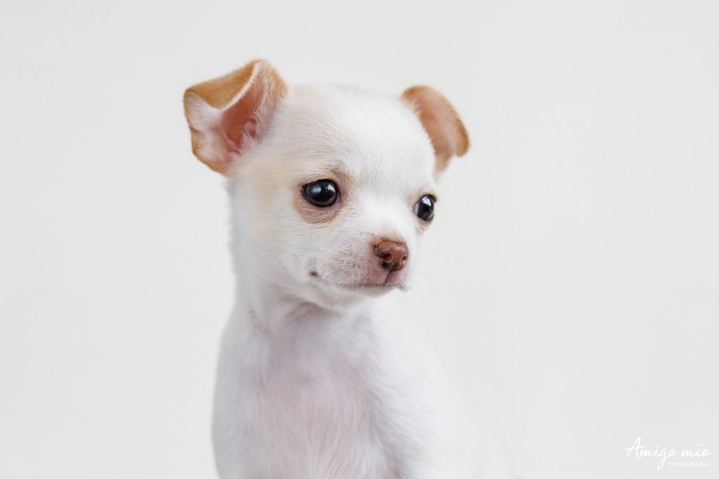 retrato de Nacho, un perro blanco chihuahua