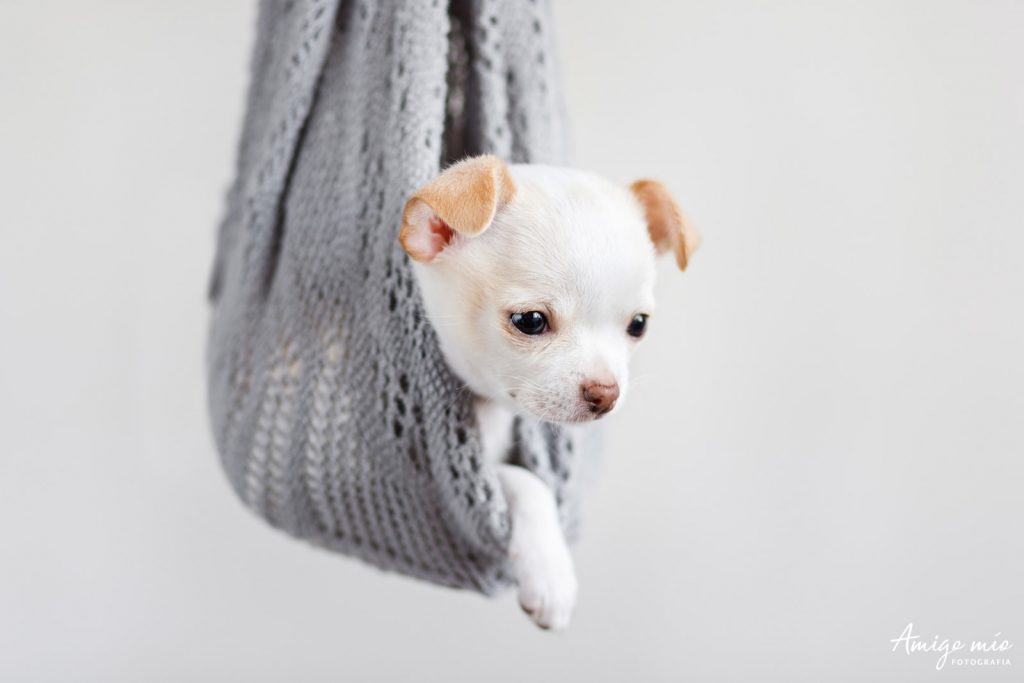 Nacho un perro cachorro blanco chihuahua tumbado en una manta o bufanda