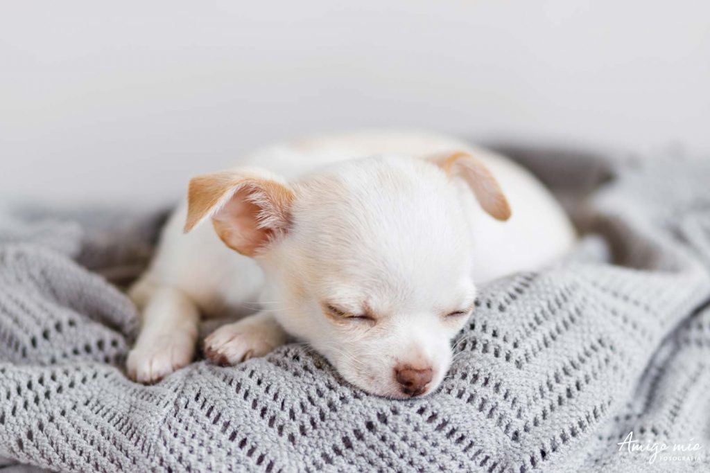 perro blanco chihuahua Nacho durmiendo