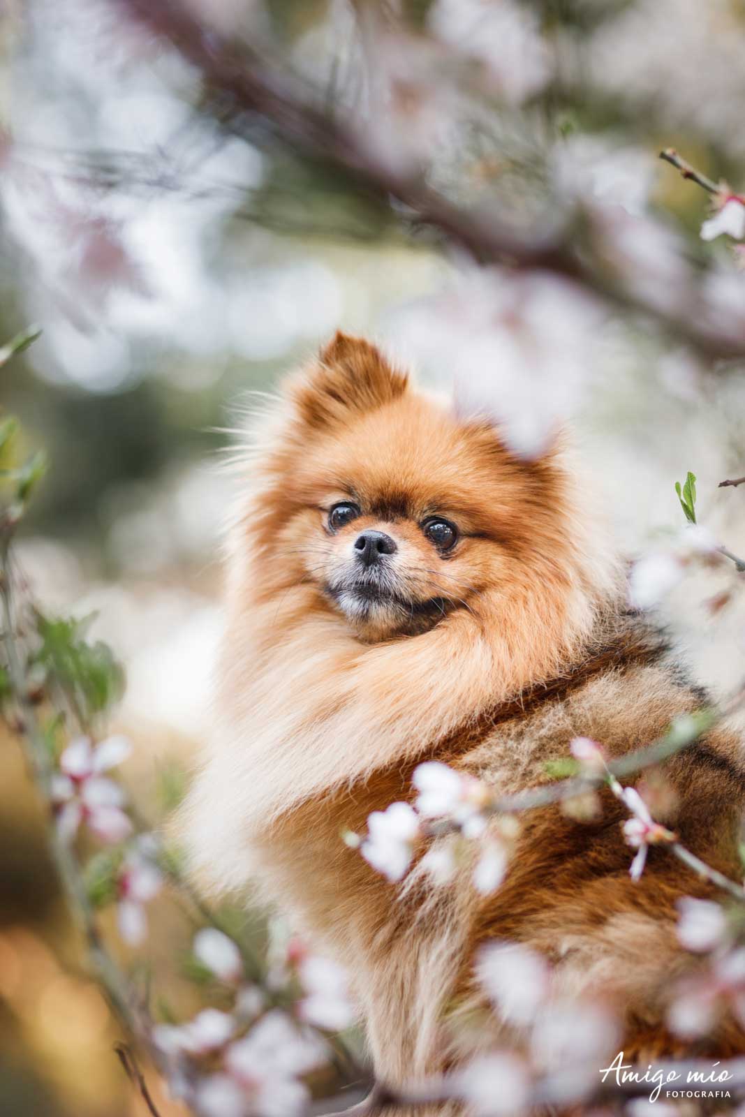 pomerania con almendros en el exterior