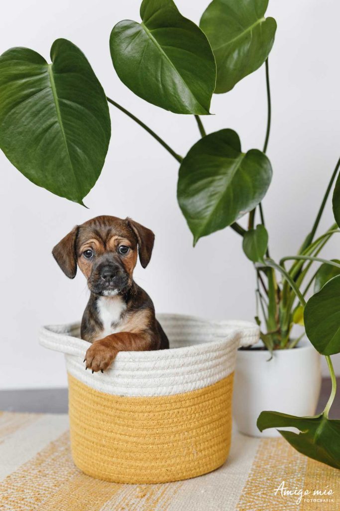 cachorro teckel sentado en una cesta con una planta detrás contacto