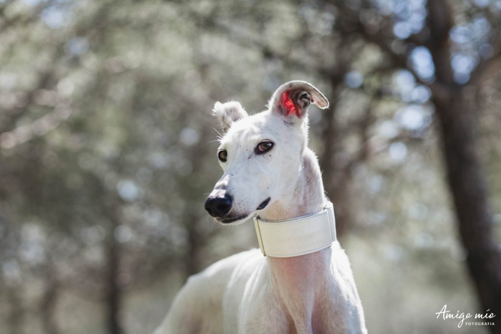 una galga en un parque mirando a la cámara
