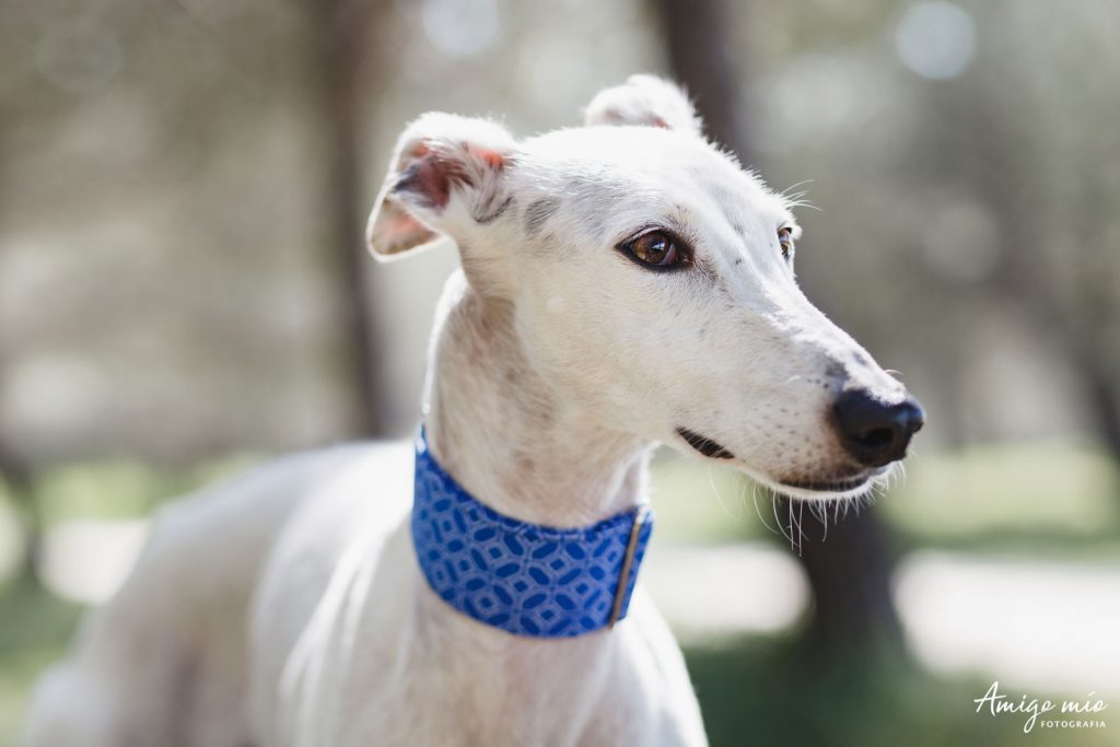 una perrita galga con un collar azul en un parque de madrid