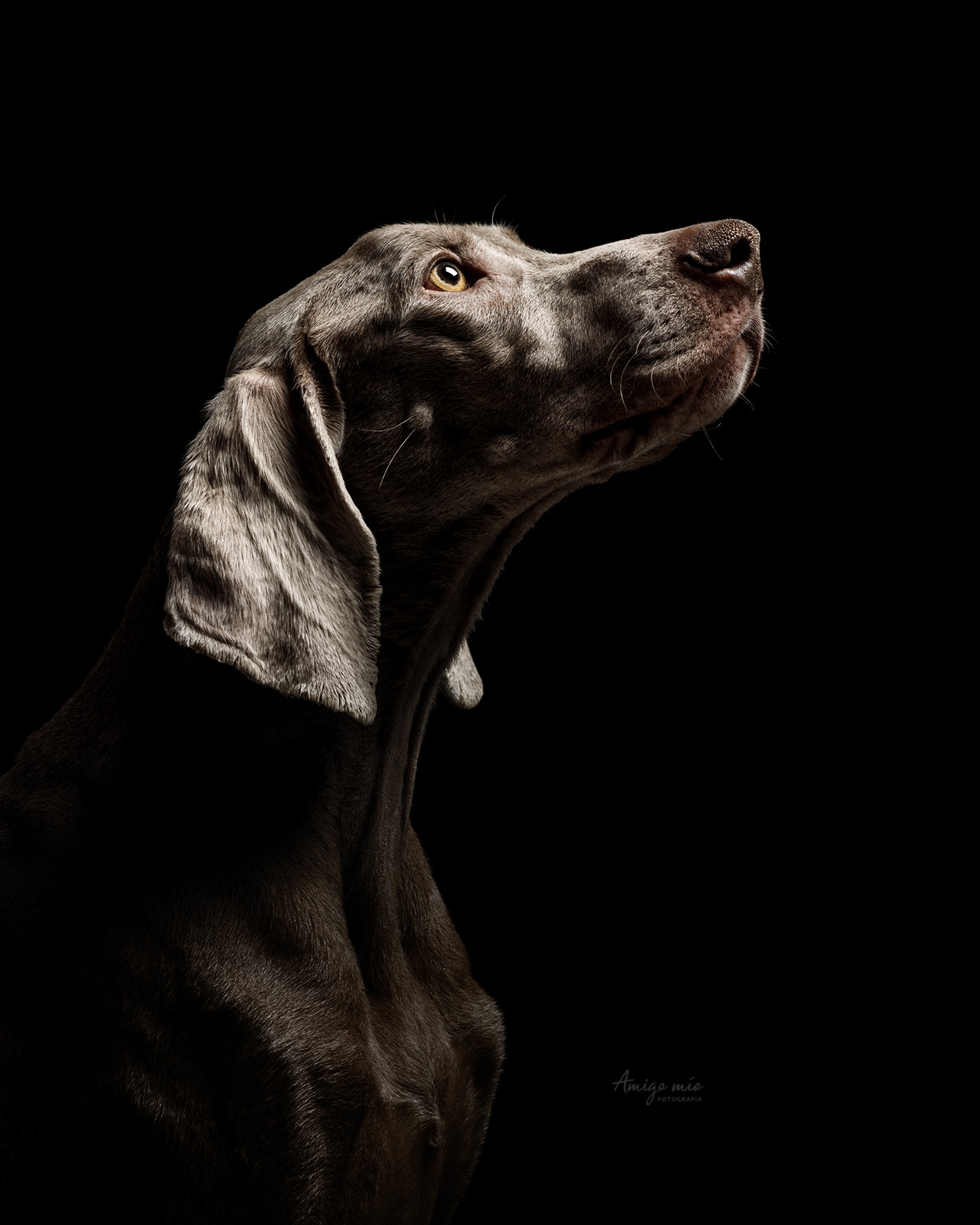 curso de fotografía de perros fotografía canina braco de weimar cachorro