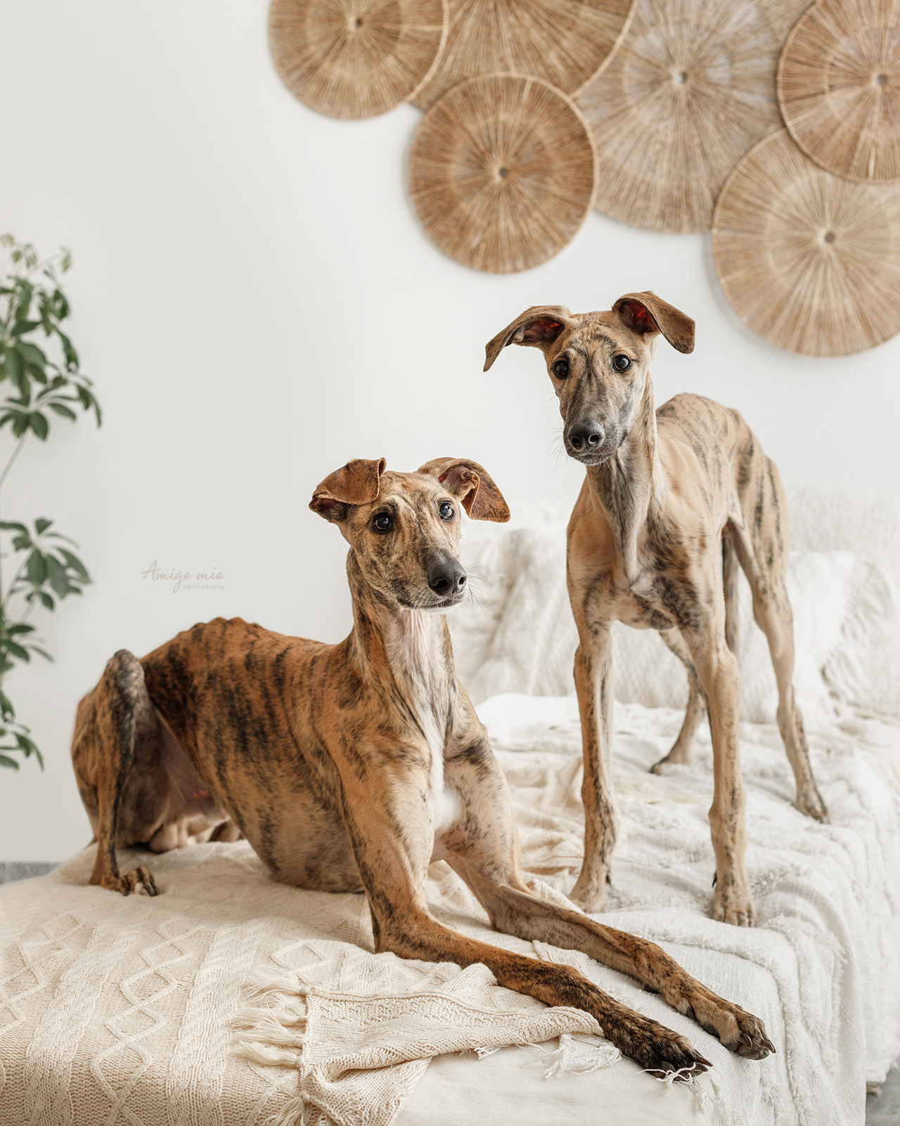 reportaje familiar galgos hermanos en estudio fotógrafo de perros