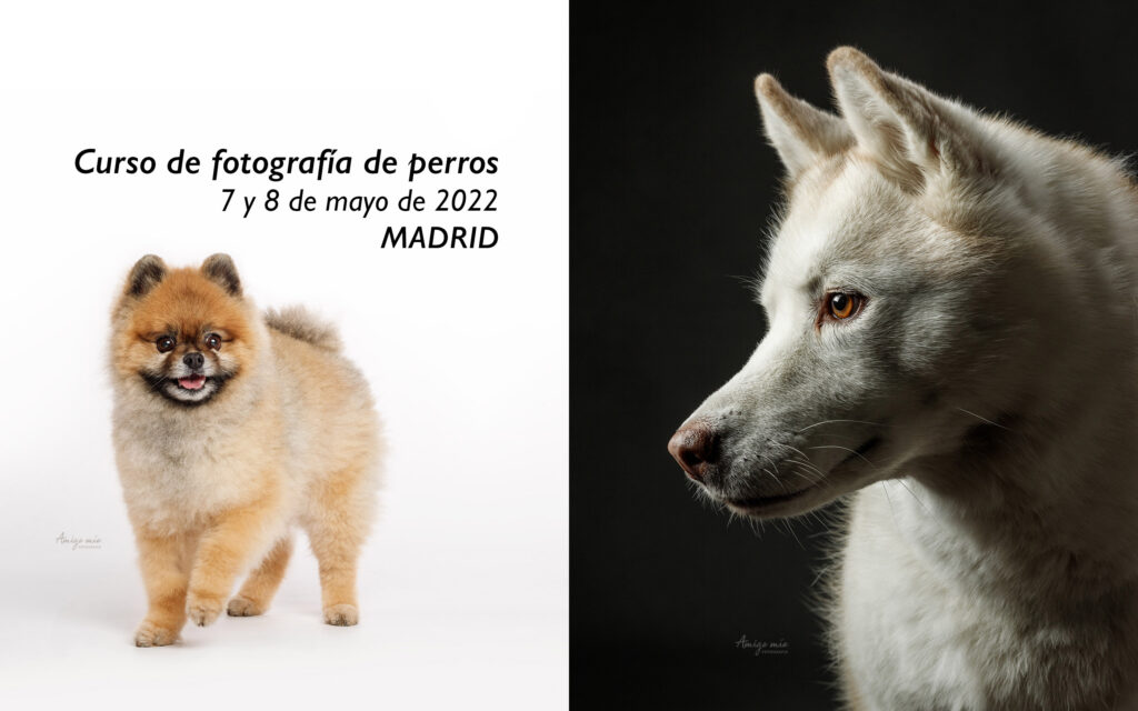 curso de fotografía canina en Madrid fotógrafo de perros