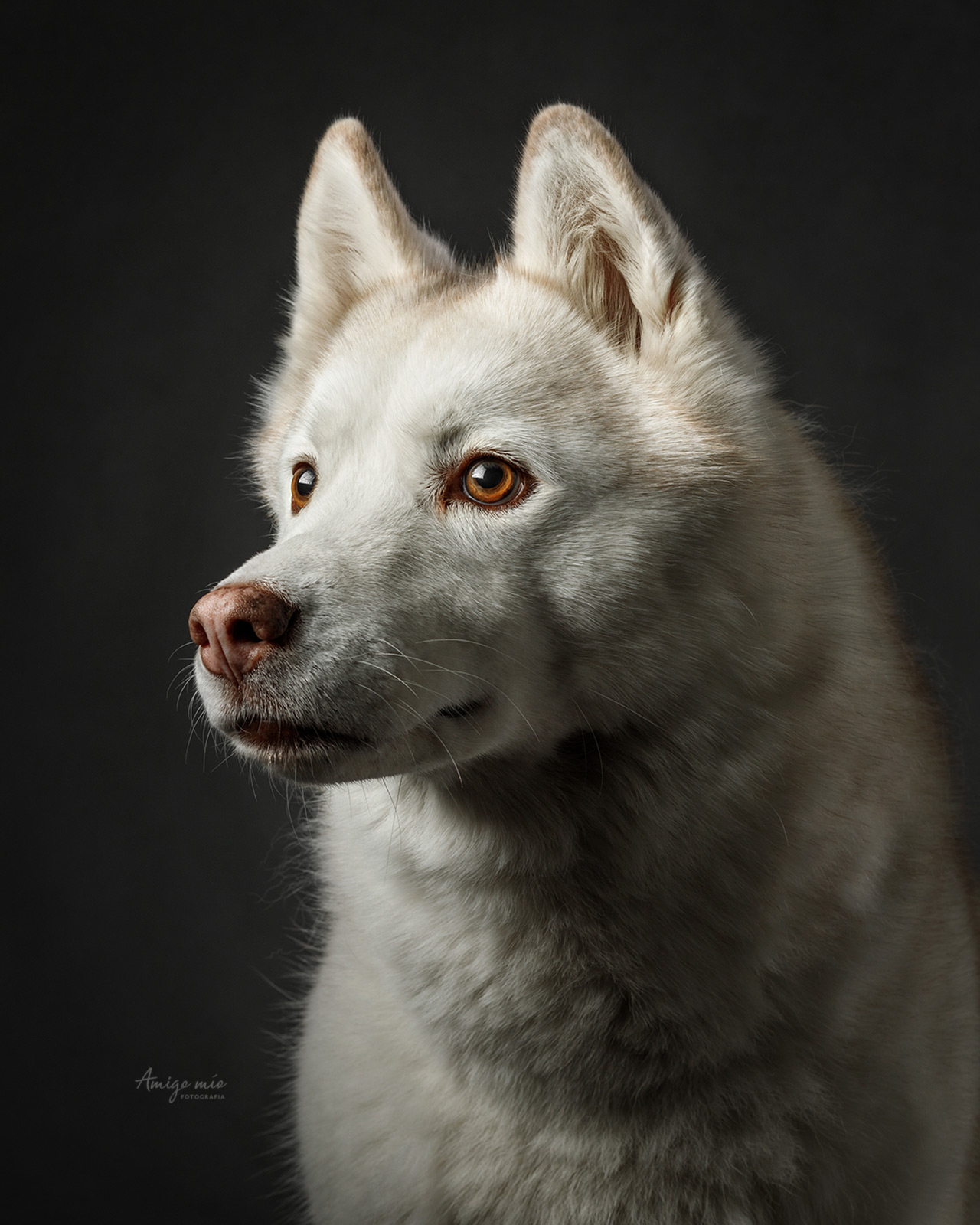 fotógrafo de perros husky madrid