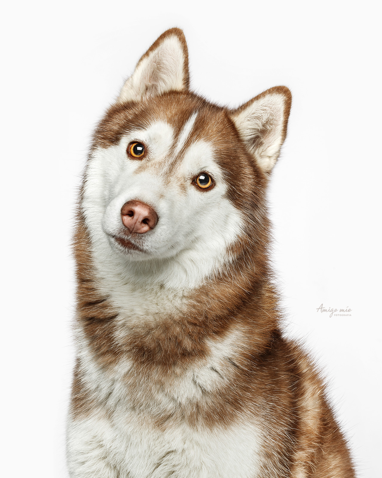 curso de fotografía de perros madrid husky
