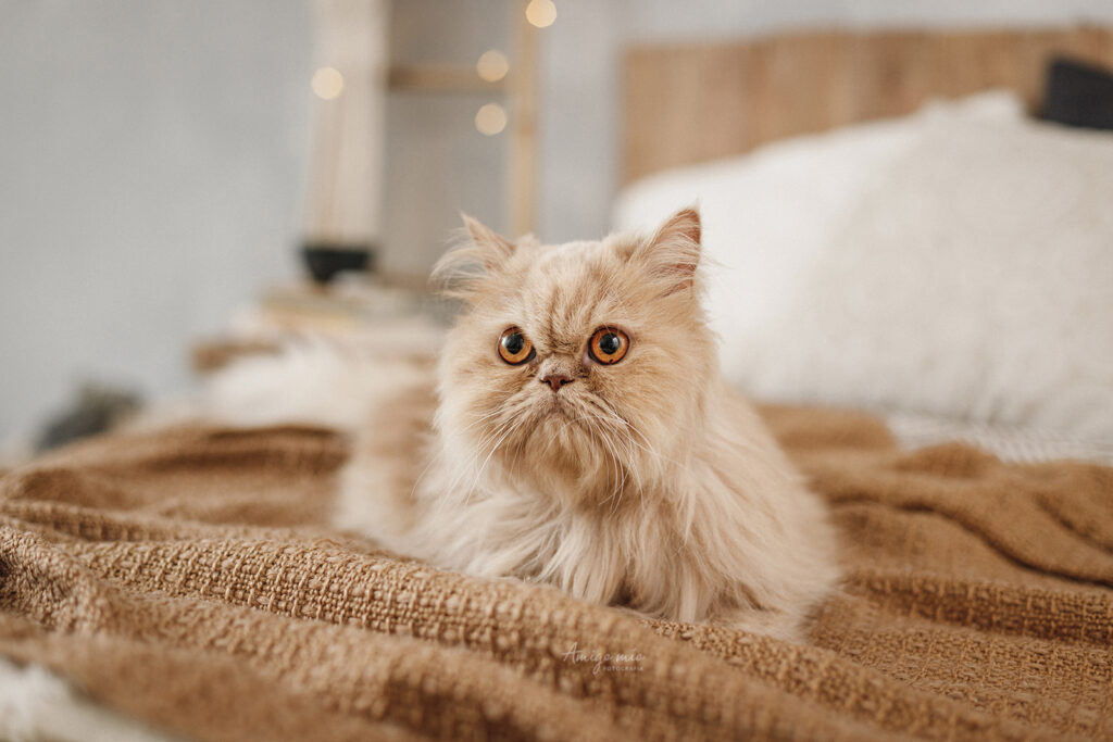 gato tumbado en una cama en un reportaje fotográfico