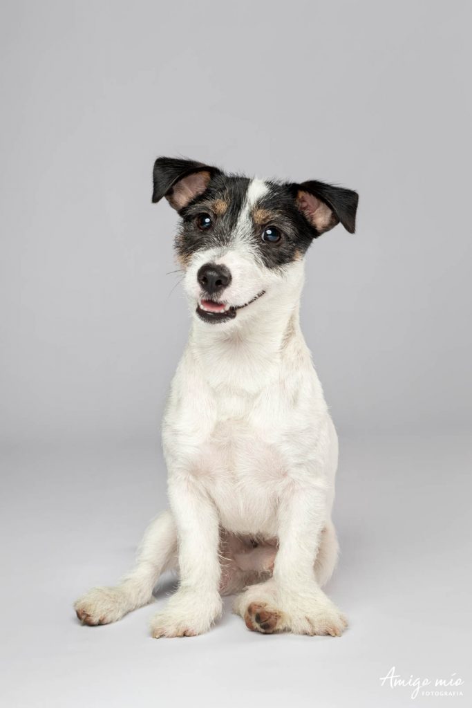 Cachorro Jack Russell sonriendo con fondo blanco
