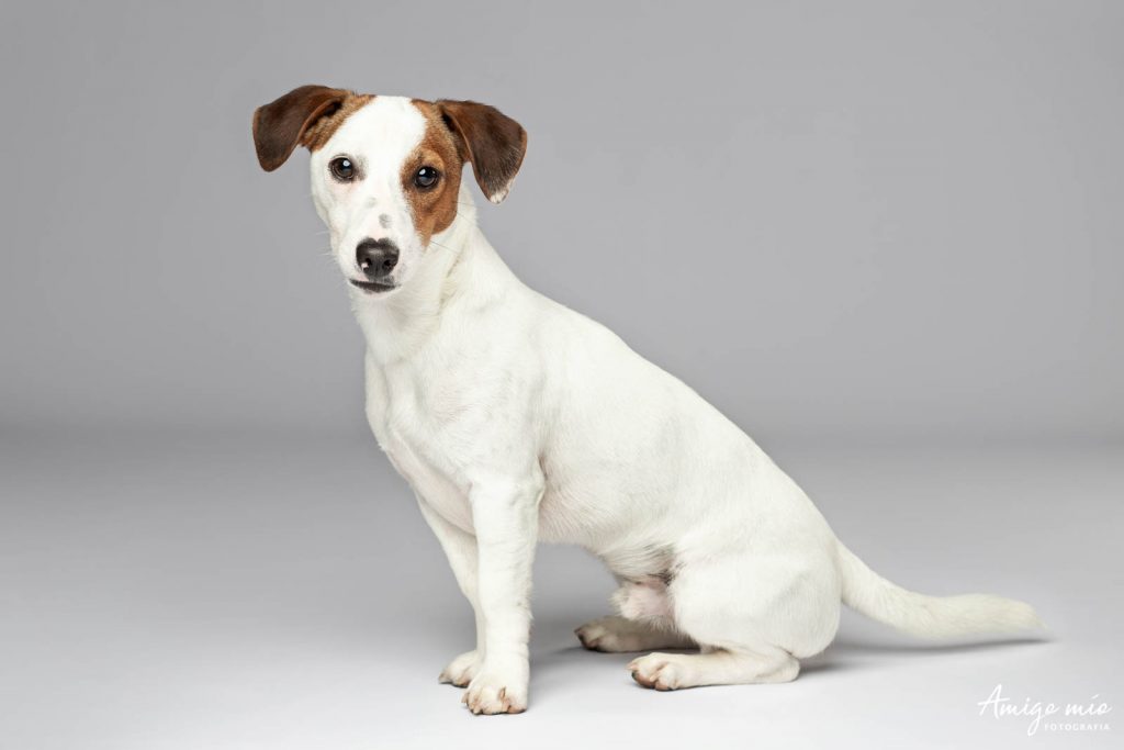 Cachorro Jack Russell posando en fondo blanco