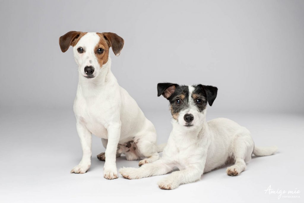 Hermanos cachorros Jack Russell Simba y Jazz en fondo blanco