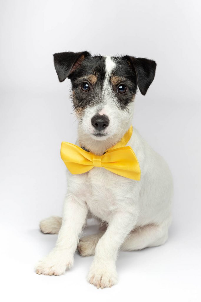 Cachorro Jack Russell con pajarita amarilla en estudio