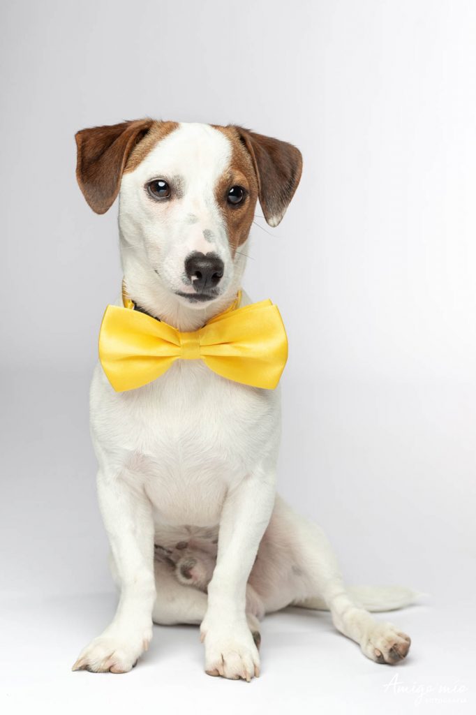 Cachorro Jack Russell con pajarita amarilla