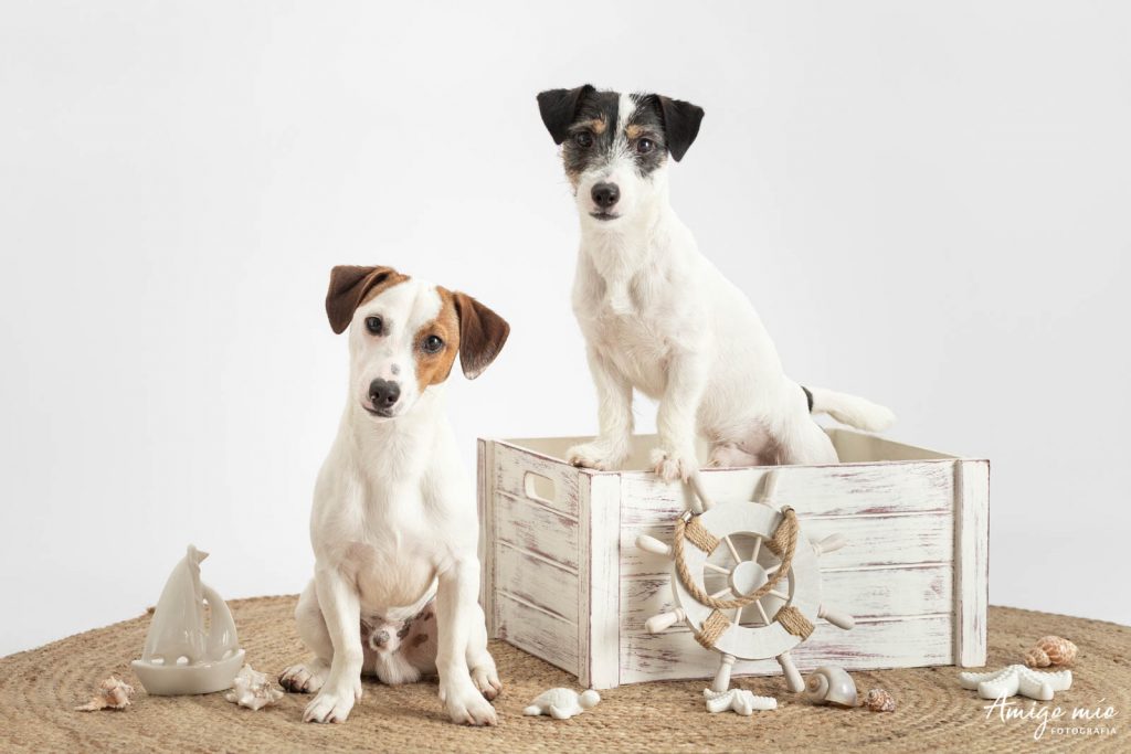 Hermanos Simba y Jazz cachorros Jack Russell con decoración marinero