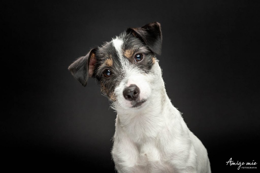 Retrato de un cachorro Jack Russell en fondo negro
