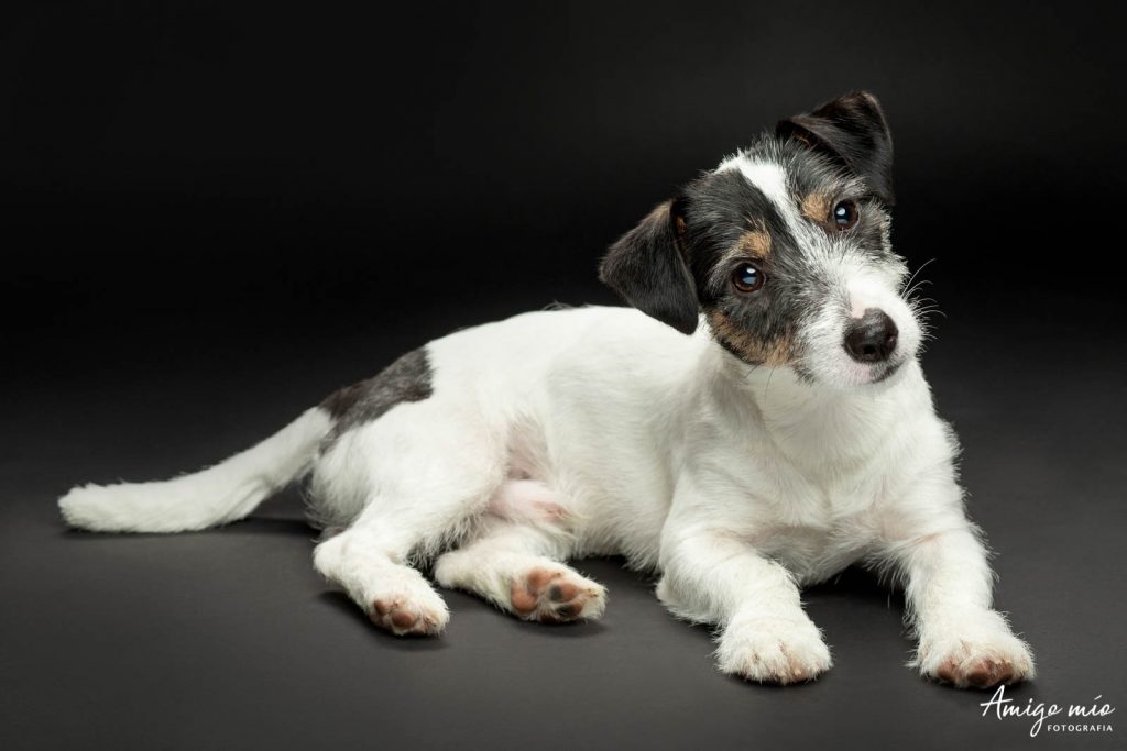 Retrato de un cachorro Jack Russell tumbado en fondo negro