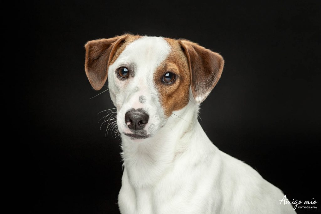 Retrato de un cachorro Jack Russell en fondo negro