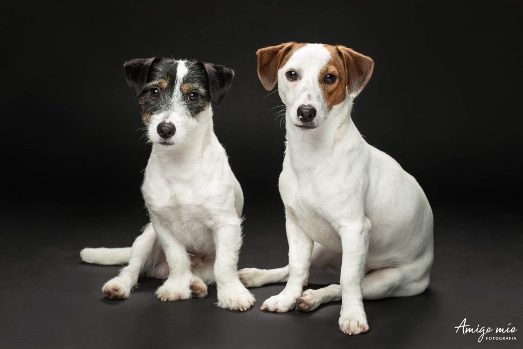 Retrato de los hermanos cachorros Jack Russell Simba y Jazz en fondo negro