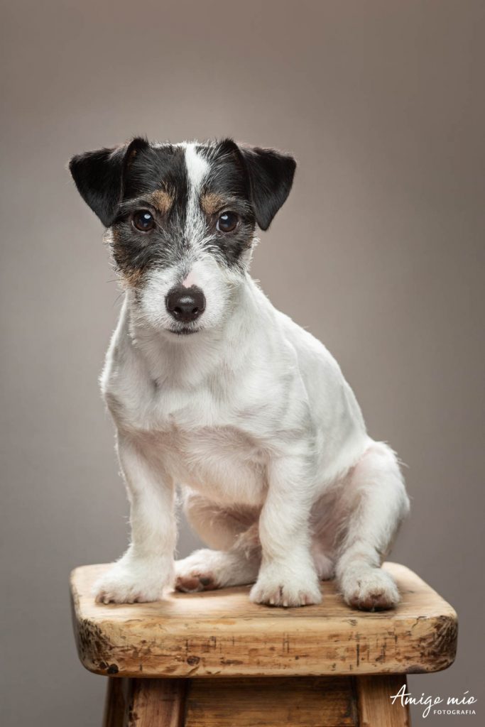 Cachorro Jack Russel sentado en un taburete con fondo marrón