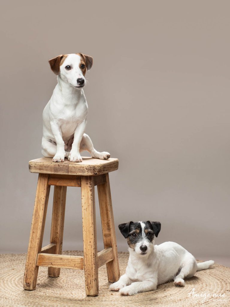 Retrato de los cachorros hermanos Jack Russell SImba y Jazz