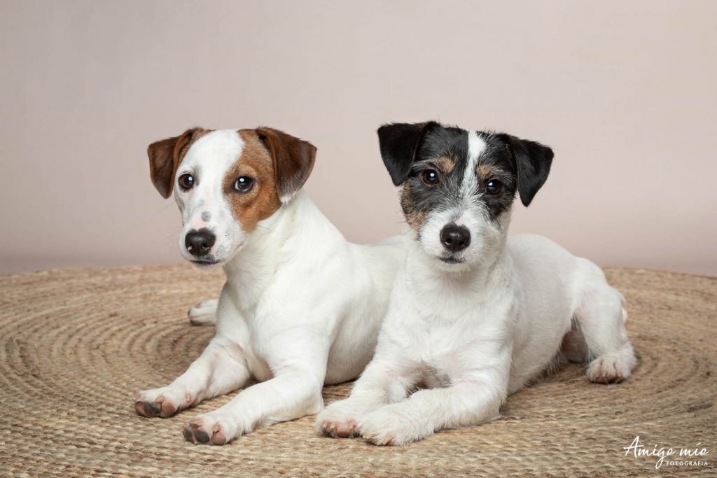 Hermanos cachorros Jack Russel Simba y Jazz en una alfombra yute