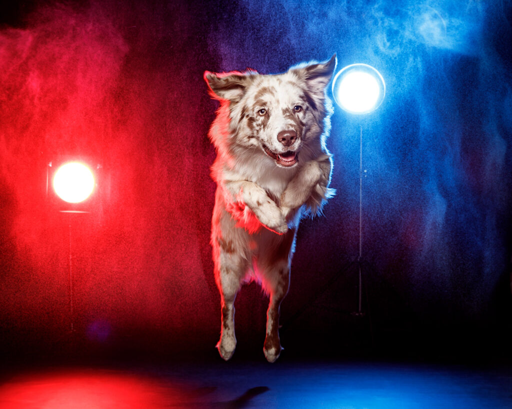 amigo mio fotografia fotografo perros madrid lets rock