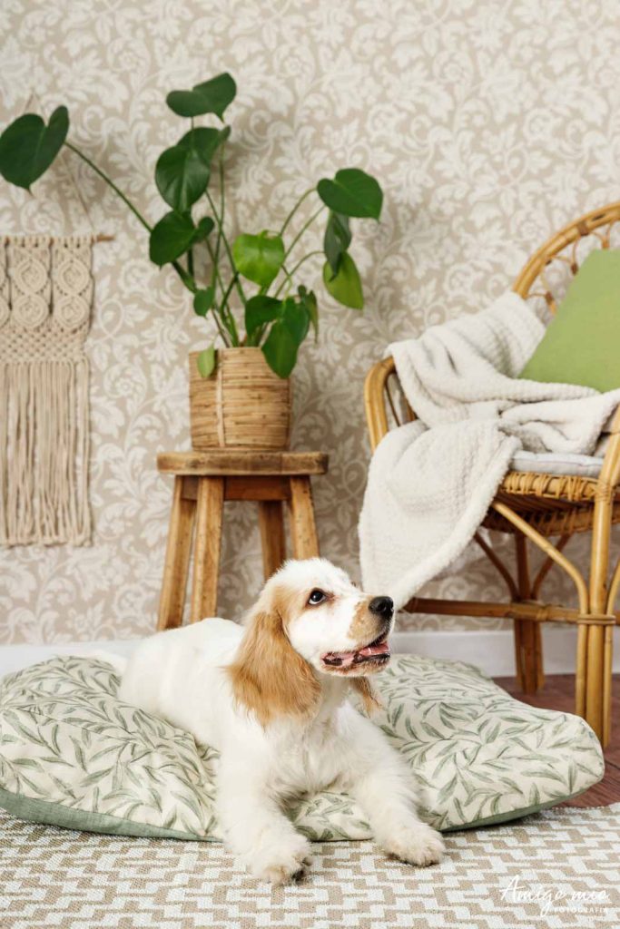 cama life vegan pets con un perro tumbado