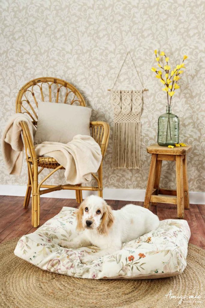 perro tumbado en una cama de life vegan pets