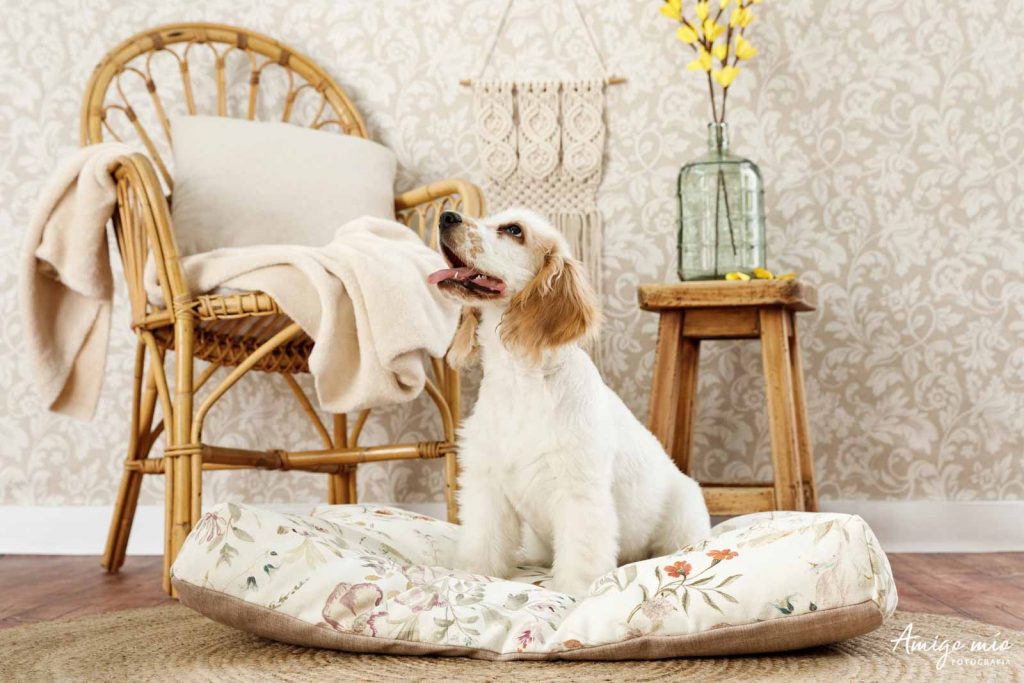 perro sentado en una cama ecológica