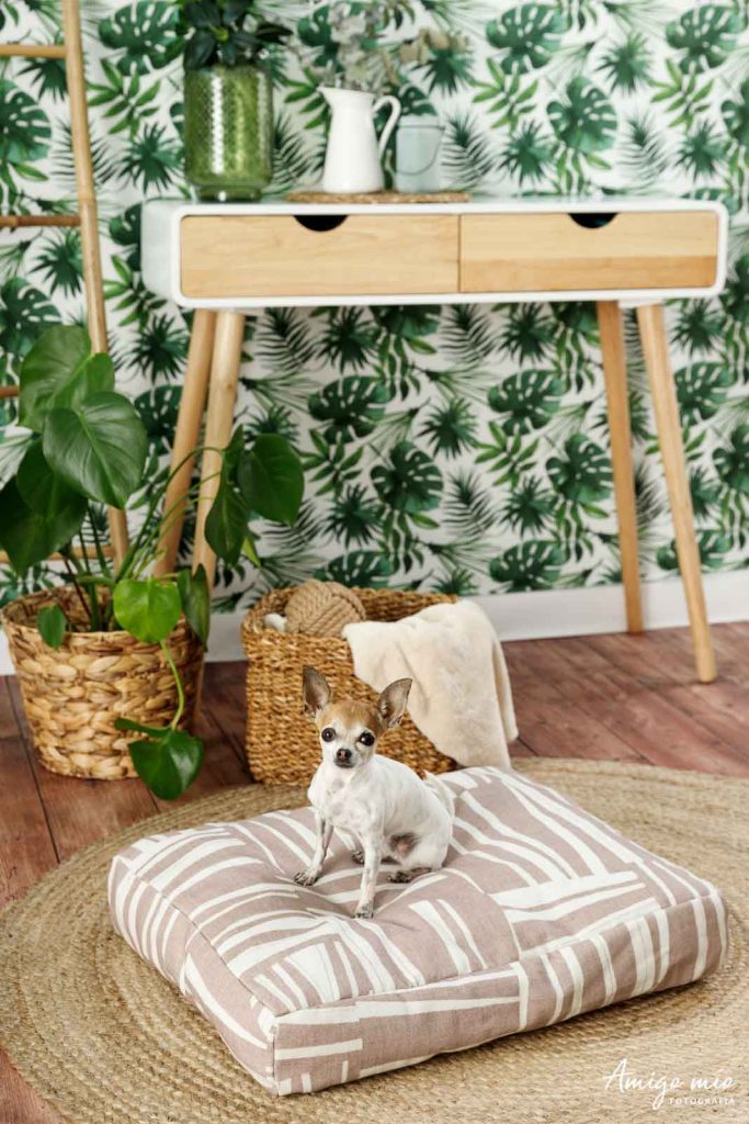 chihuahua sentado en una cama ecológica