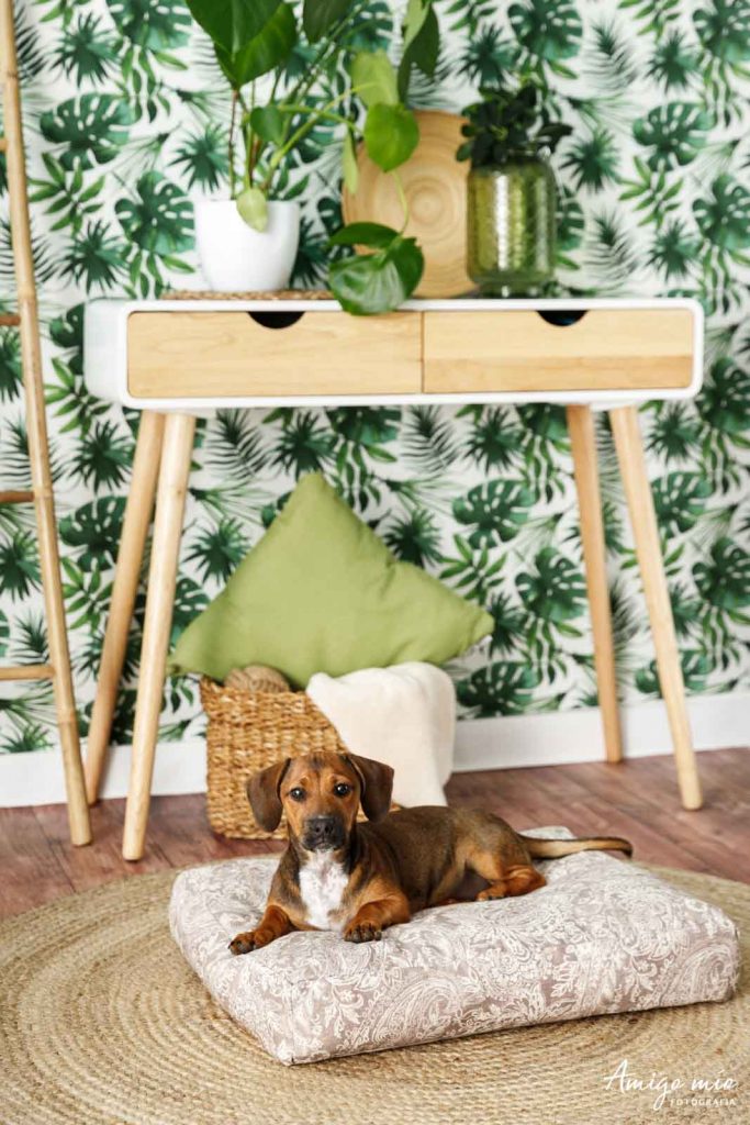 cama de life vegan pets con un perro teckel tumbado