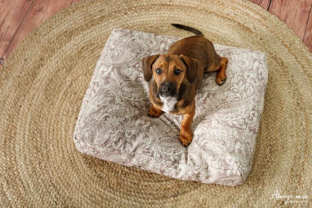 teckel sentado en un producto de life vegan pets