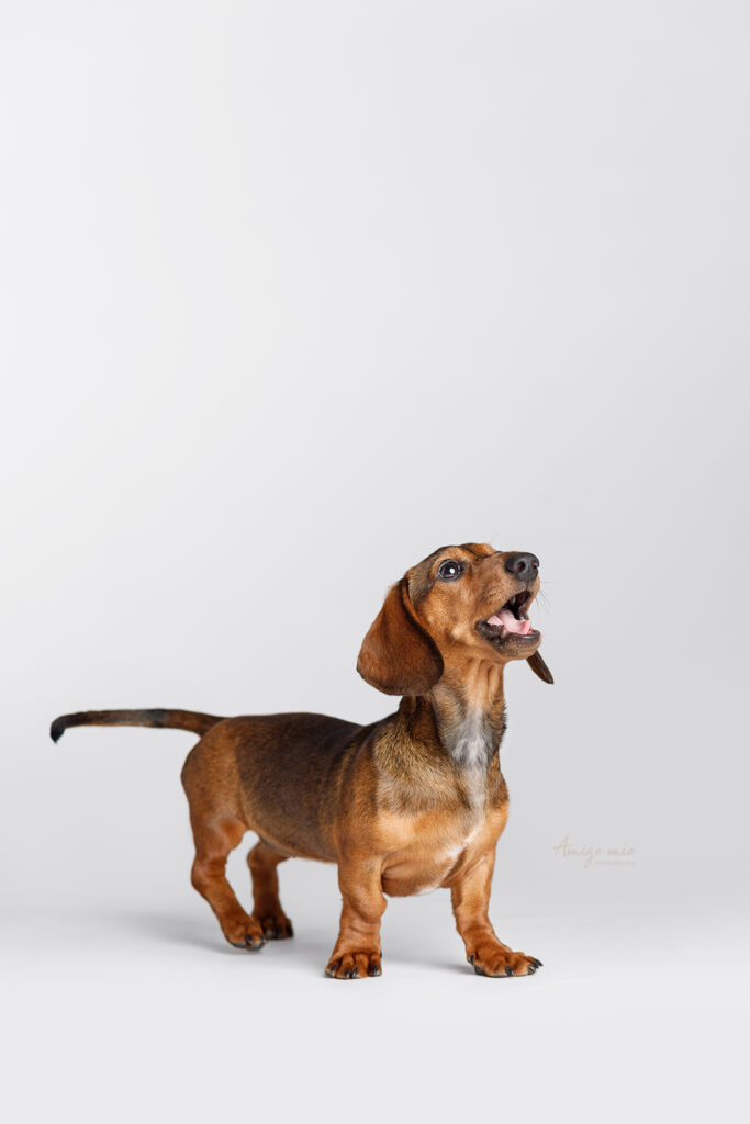 teckel fotografo de perros barcelona