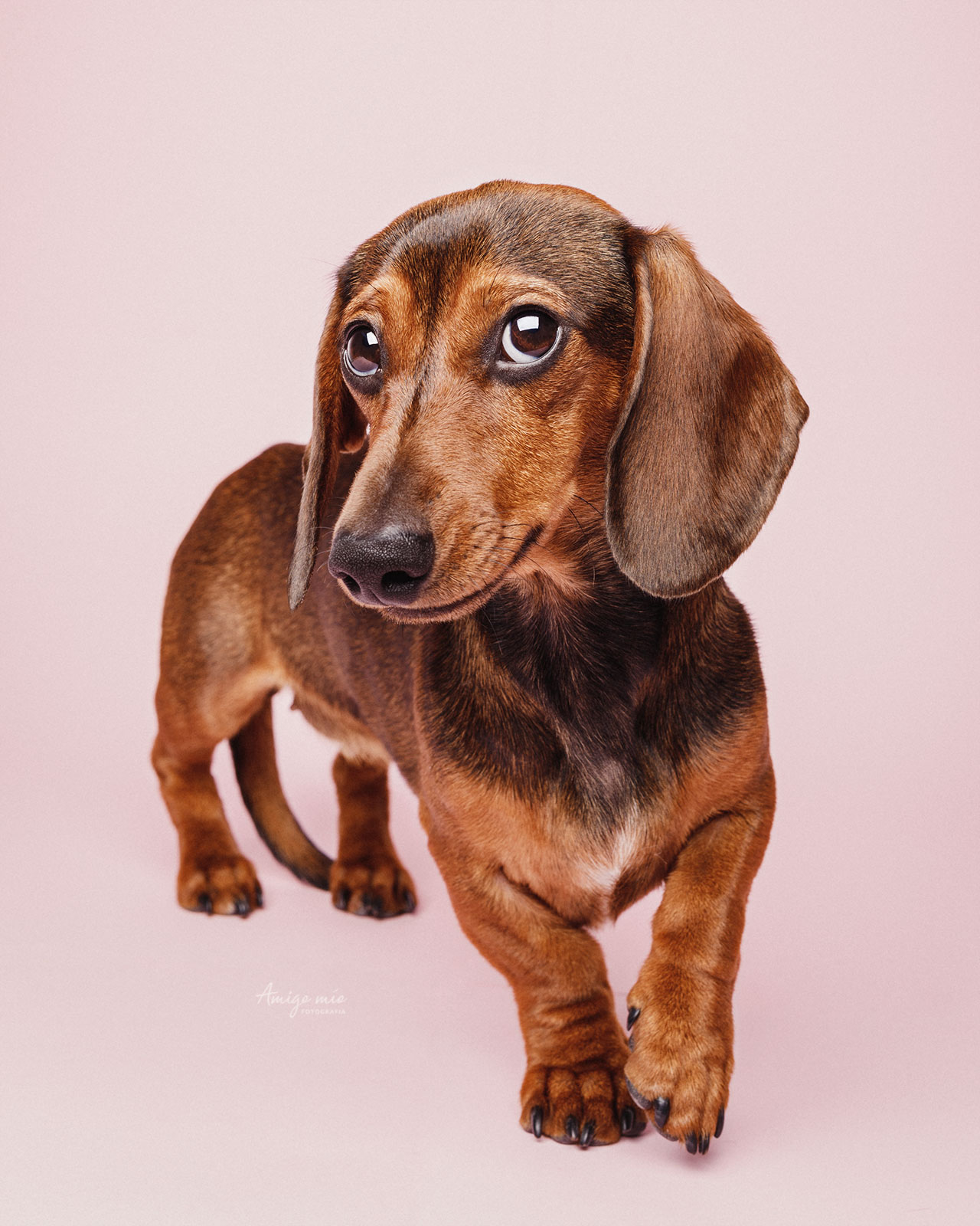curso de fotografía de perros teckel cachorro